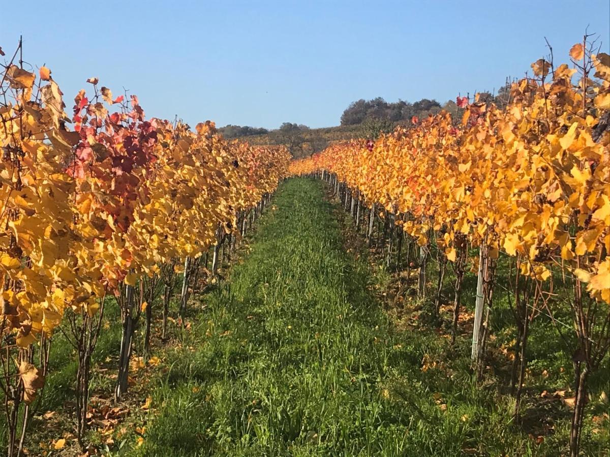 Göttlesbrunn Weingut & Gastezimmer Edelmann المظهر الخارجي الصورة