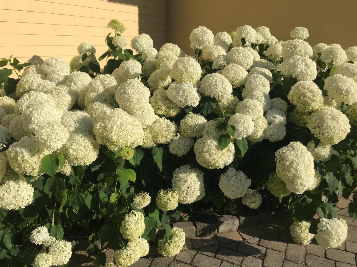 Göttlesbrunn Weingut & Gastezimmer Edelmann المظهر الخارجي الصورة