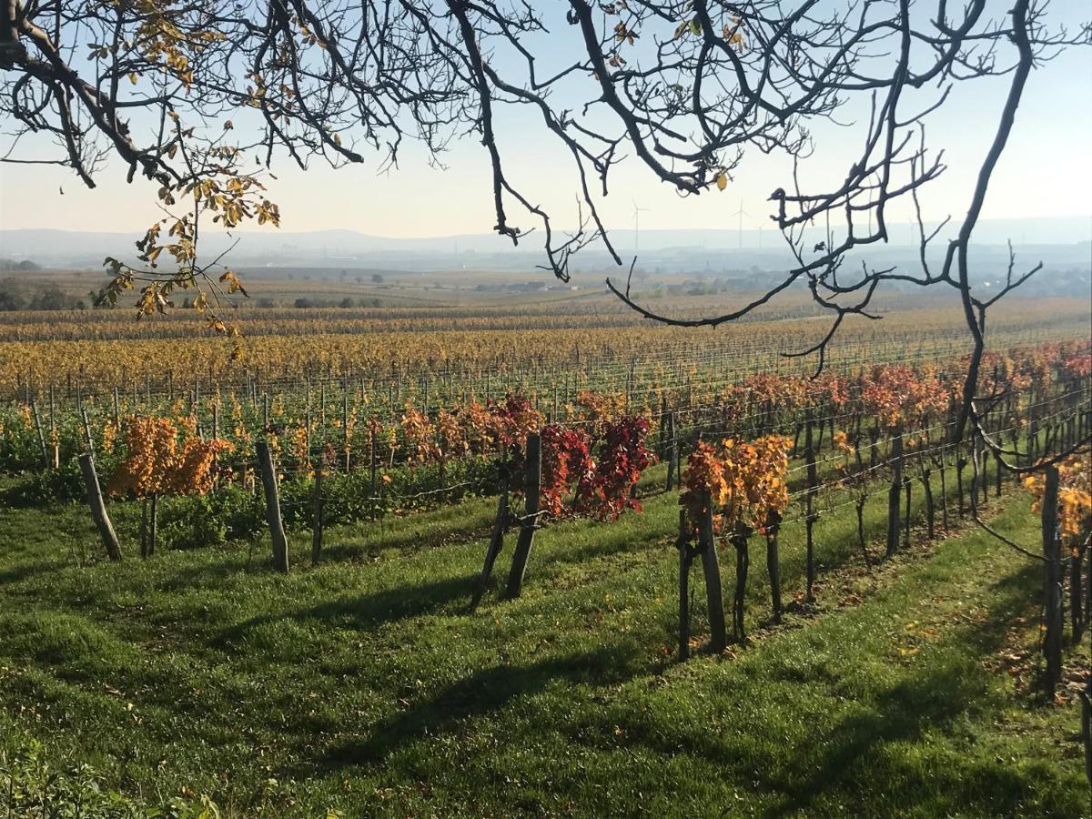 Göttlesbrunn Weingut & Gastezimmer Edelmann المظهر الخارجي الصورة