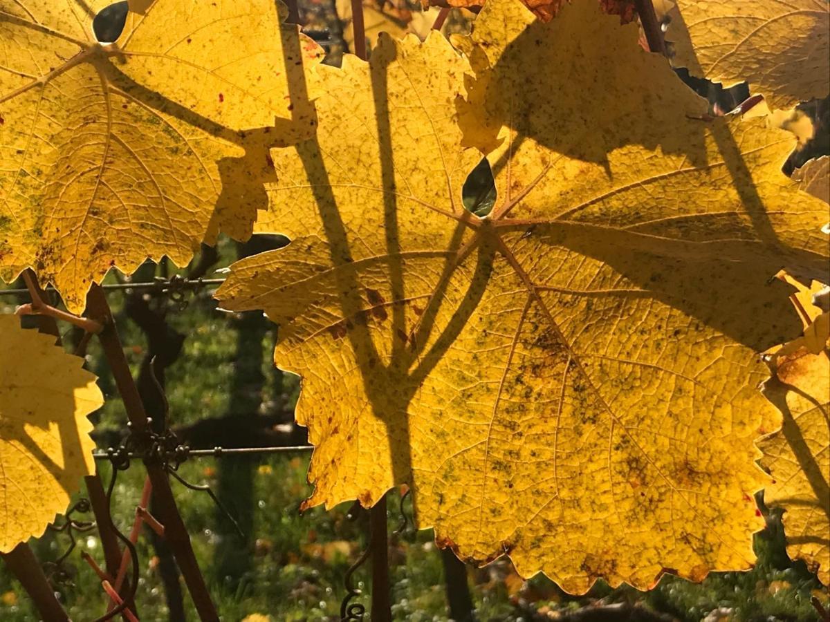 Göttlesbrunn Weingut & Gastezimmer Edelmann المظهر الخارجي الصورة